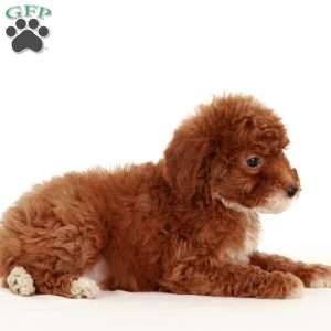Sprinkles, Miniature Poodle Puppy
